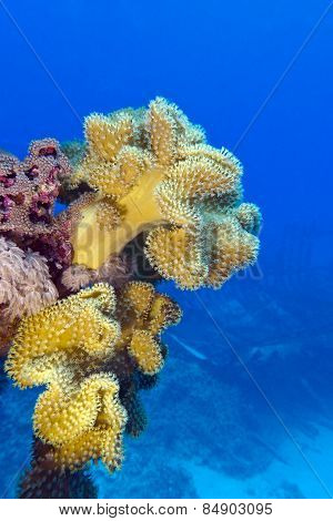 coral reef with great yellow soft coral at the bottom of tropical sea - underwater