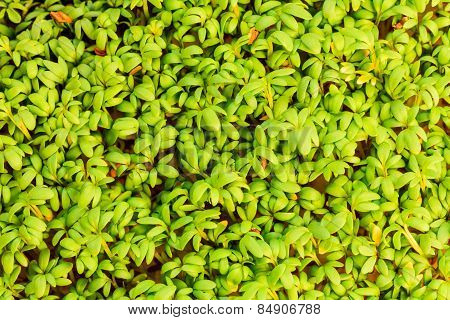 Close Up Of Garden Cress As Background