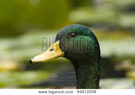 Mallard Duck Closeup.