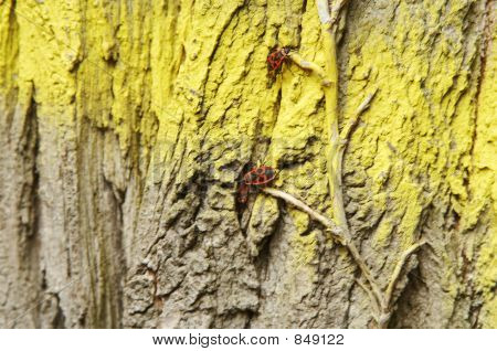 IMG_3410_red_bugs