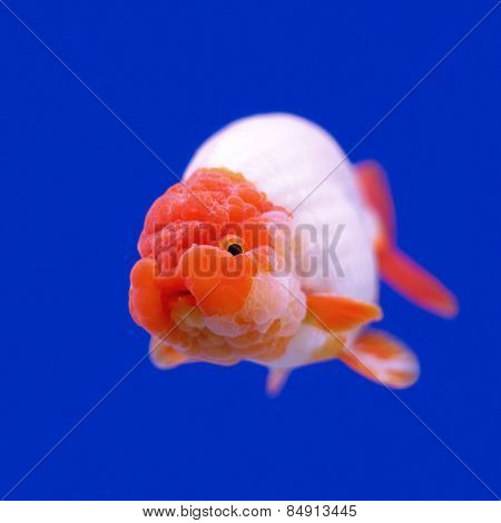 Ranchu Or Lion Head Goldfish