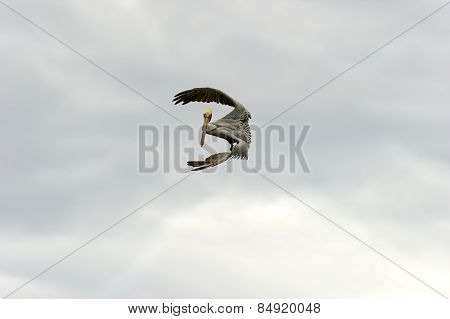 Pelican Flying