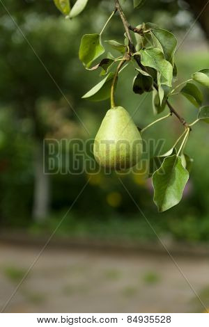 Green Pear