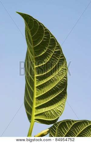 Close-up of leaves, Garden of Five Senses, Saidul Ajaib, New Delhi, India