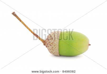 Жёлудь