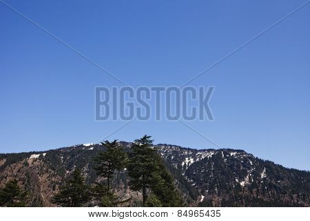 Trees in a forest with mountains in the background, Manali, Himachal Pradesh, India
