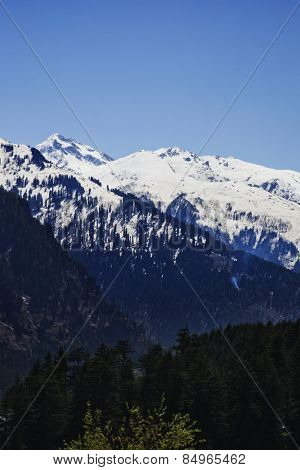 Forest with snow covered mountains in the background, Manali, Himachal Pradesh, India