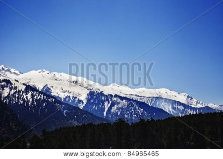 Forest with snow covered mountains in the background, Manali, Himachal Pradesh, India