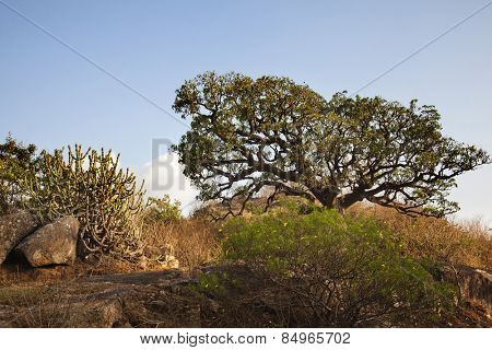 Trees at Guru Shikhar, Arbuda Mountains, Mount Abu, Sirohi District, Rajasthan, India