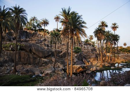 Palm trees with rock formations at Guru Shikhar, Arbuda Mountains, Mount Abu, Sirohi District, Rajasthan, India