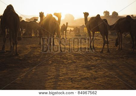 Camels at Pushkar Camel Fair, Pushkar, Ajmer, Rajasthan, India