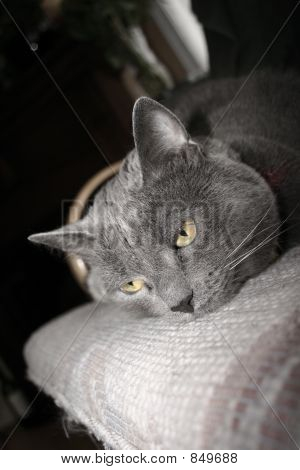 灰色の猫