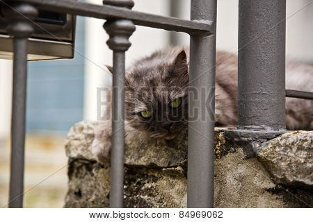 Close-up of a cat on stairs, Como, Lombardy, Italy