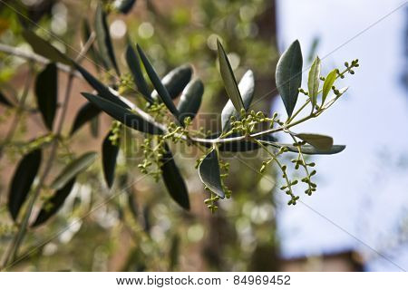 Close-up of leaves, Castello Delle Quattro Torra, Siena, Siena Province, Tuscany, Italy