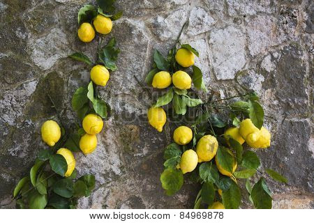 Lemons hanging on a wall, Ravello, Amalfi Coast, Salerno, Campania, Italy