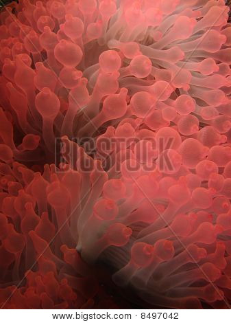 Rosa anemone
