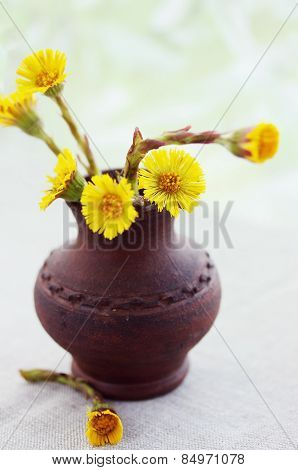Coltsfoot