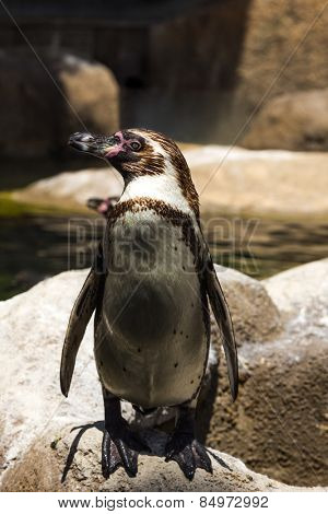 Humboldt penguin (Spheniscus Humboldt) in a zoo, Barcelona Zoo, Barcelona, Catalonia, Spain