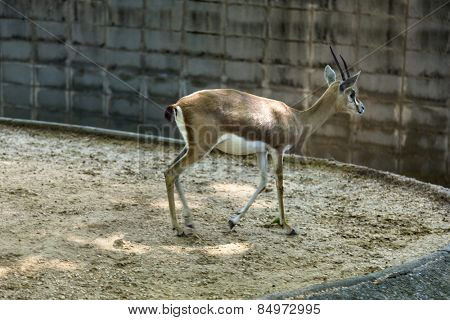 Gazelle in a zoo, Barcelona Zoo, Barcelona, Catalonia, Spain