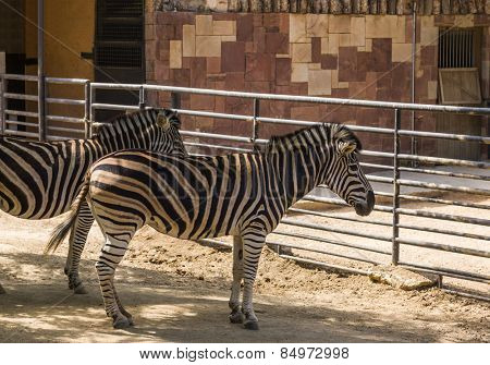 Chapman's zebras (Equus quagga chapmani) in a zoo, Barcelona Zoo, Barcelona, Catalonia, Spain