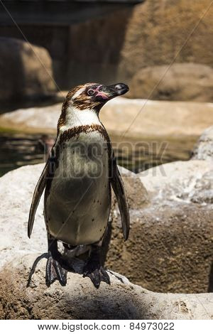 Humboldt penguin (Spheniscus Humboldt) in a zoo, Barcelona Zoo, Barcelona, Catalonia, Spain