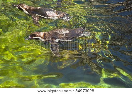 High angle view of Humboldt penguins (Spheniscus Humboldt) swimming in a pond, Barcelona Zoo, Barcelona, Catalonia, Spain