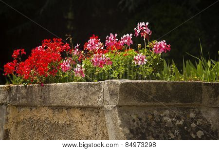 Flowers in a garden, Villa Cimbrone, Ravello, Province of Salerno, Campania, Italy