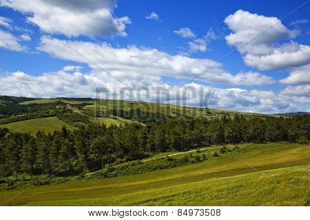 Trees on a hill, Vallata, Avellino, Campania, Italy