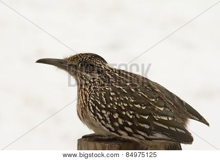 Greater Roadrunner sitting on top of a post, waiting for prey, against snowy background