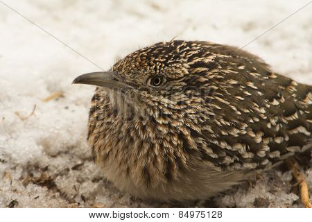 Closeup of a Greater Roadrunner squatting down in snow, waiting for prey