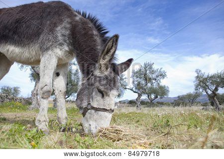 Donkey Grazing Closeup