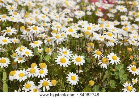 Early Flowers Of Spring