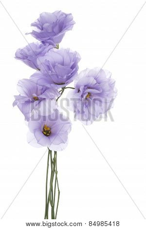Eustoma