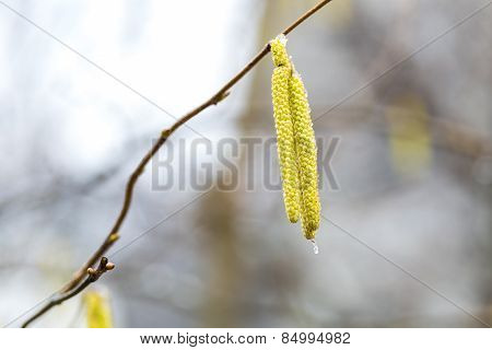 Hazelnuts Flowers On Branch