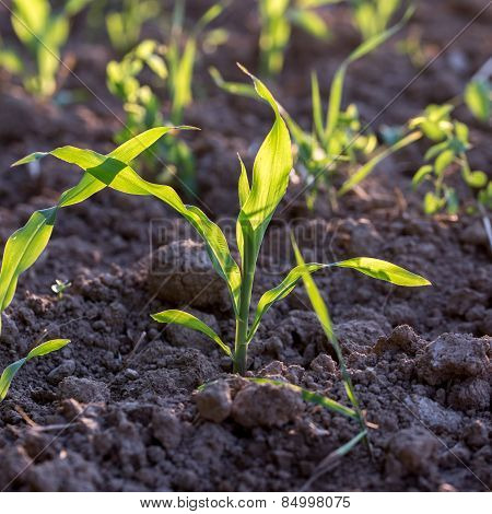 Young Corn Seedlings
