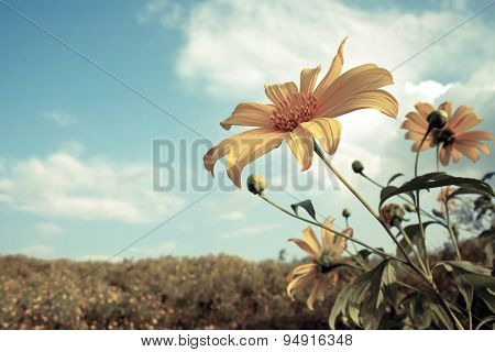 Mexican Sunflower Weed And Blue Sky Background
