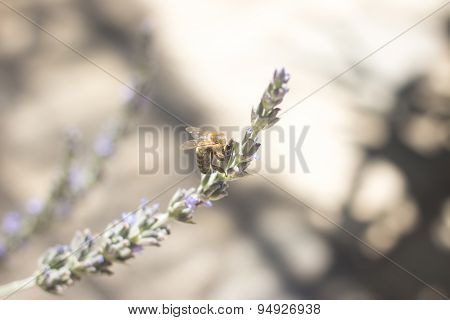 Lavendar Herb Bush Honey Bee Sucking Nectar