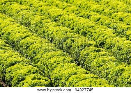 Field With Lollo Bianco Lettuce