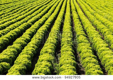 Field With Lollo Bianco Lettuce