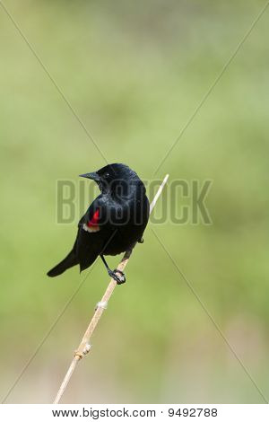 สีแดง– winged Blackbird