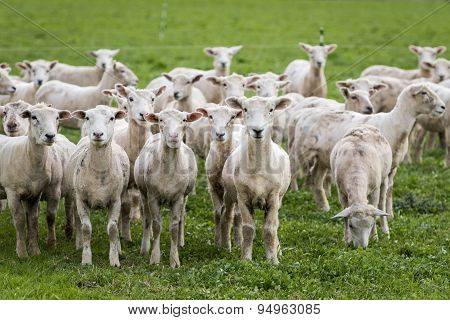 Flock of sheep