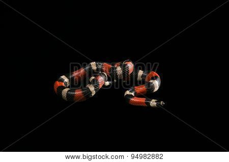 Pueblan milk snake