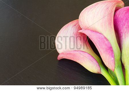 Calla lilly
