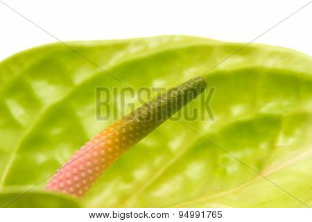 Green Anthurium With  Pink Spadix