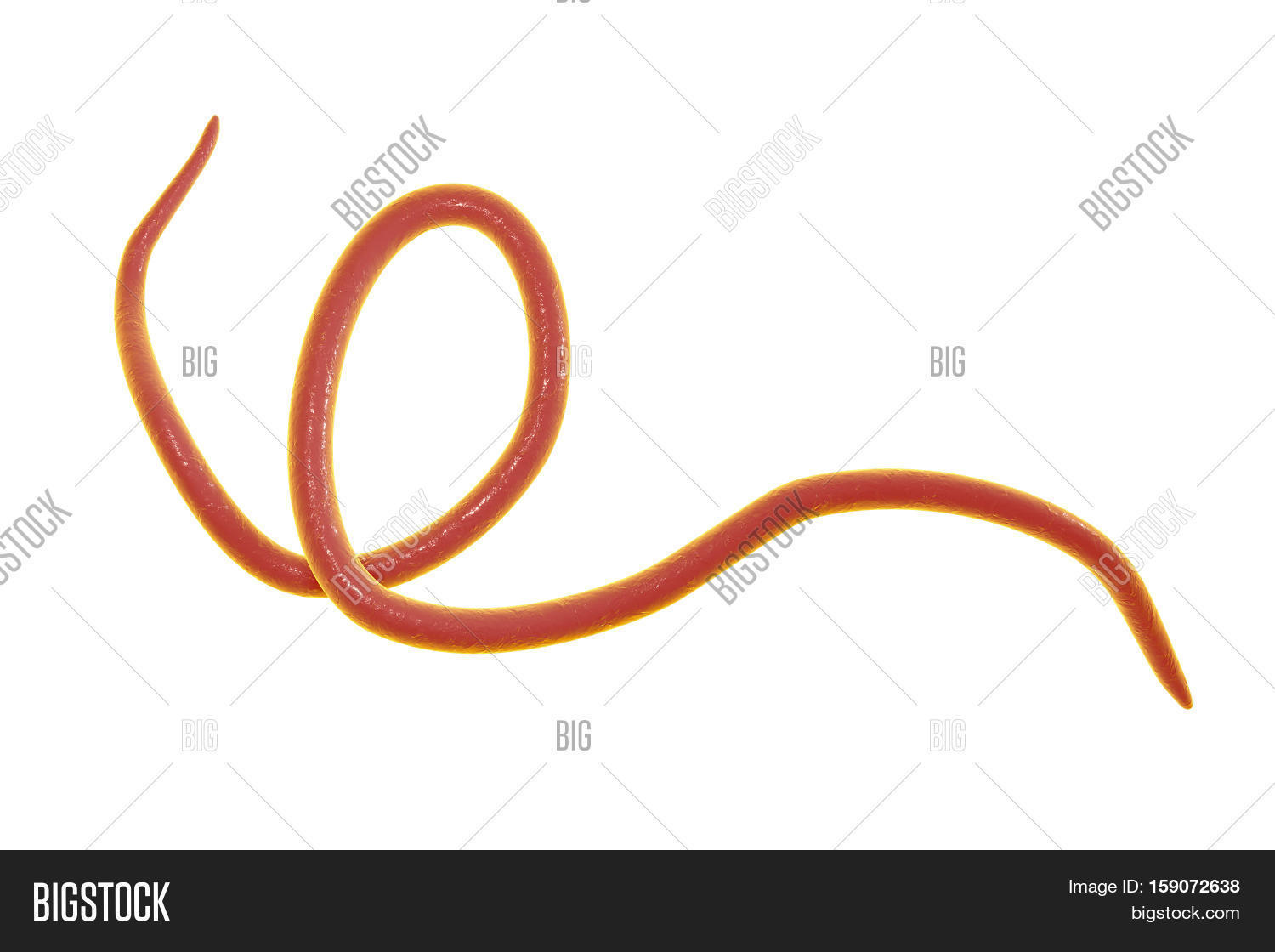 Helminths Nematodes Image & Photo (Free Trial) | Bigstock