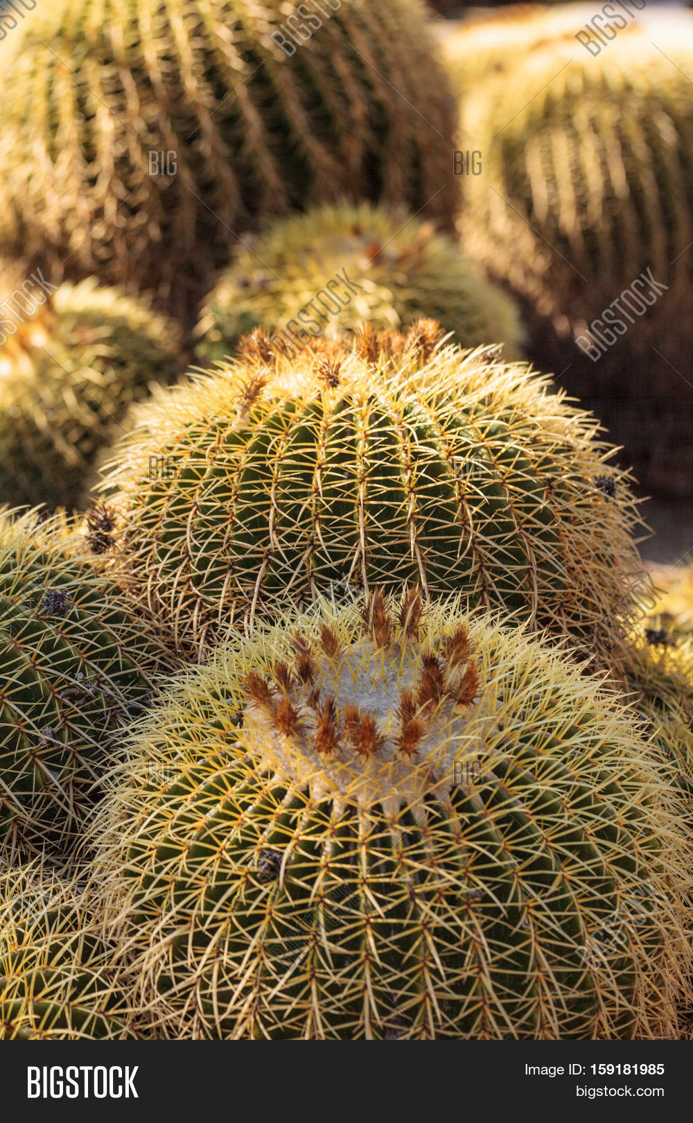 Golden Barrel Cactus Image & Photo (Free Trial) | Bigstock