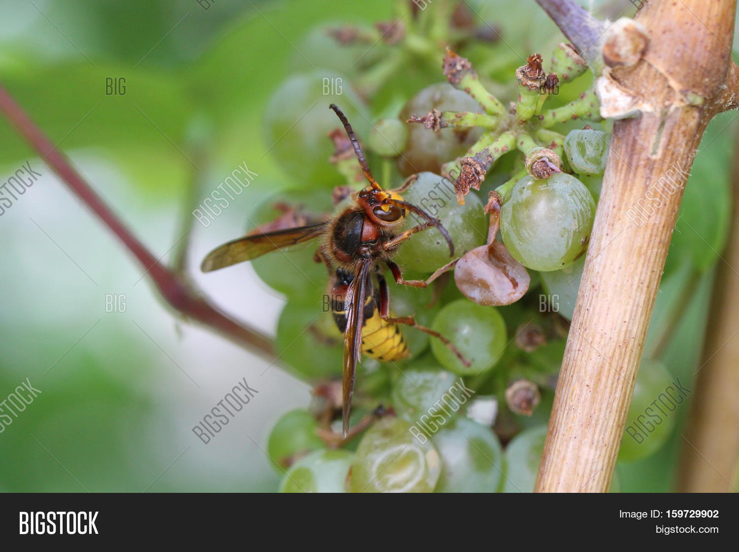 Wasp / Wasp Eating Image & Photo (Free Trial) Bigstock