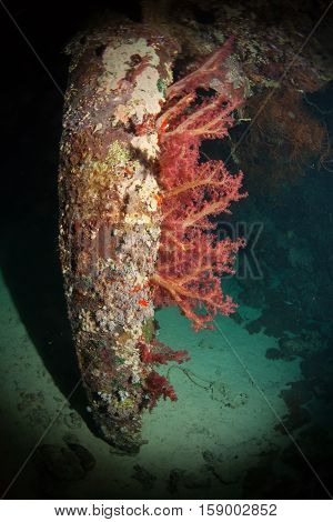 Coral Life Diving Sudan Soudan Red Sea Safari