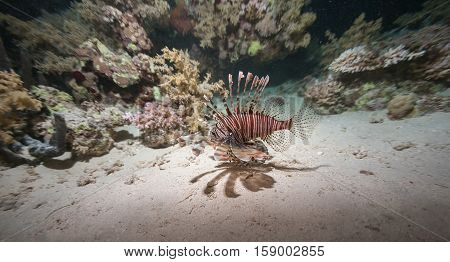 Coral Life Diving Sudan Soudan Red Sea Safari