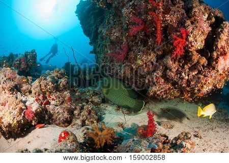 Coral Life Diving Sudan Soudan Red Sea Safari